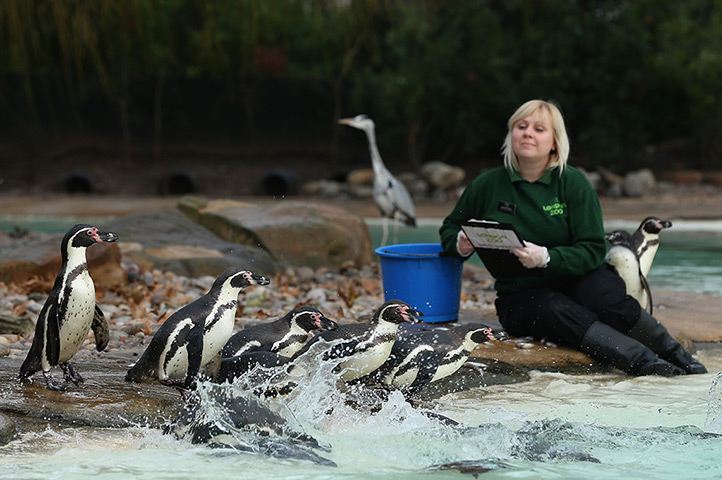 London Zoo stocktake: A zookeeper poses with penguins