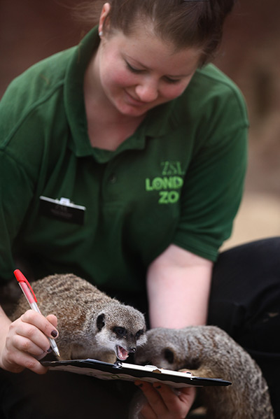 London Zoo census: a zookeeper poses with meerkats 