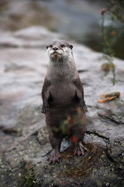 London Zoo census: otters are fed in their enclosure 