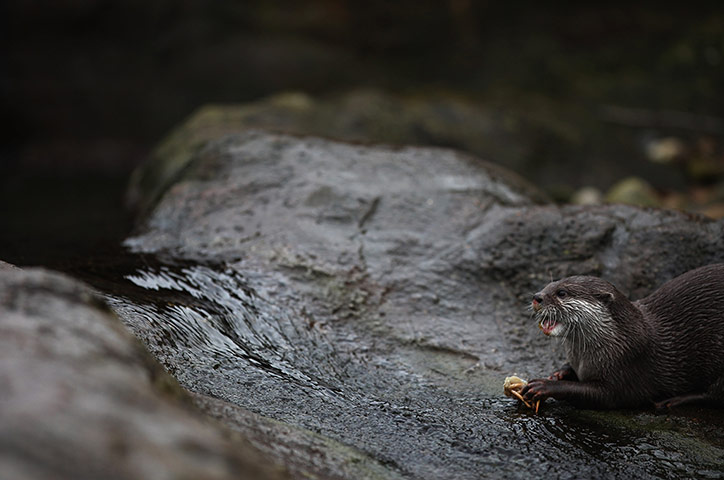 Week in wildlife: Otters are fed in their enclosure during London Zoo's annual stocktake