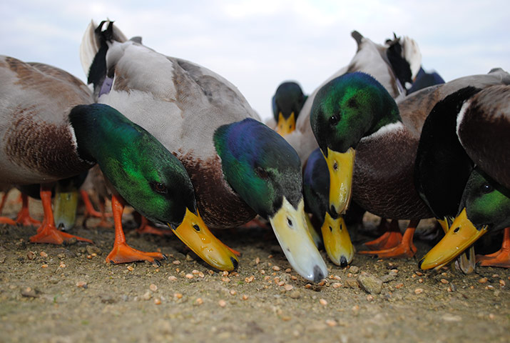 Week in wildlife: National Trust photographic competition