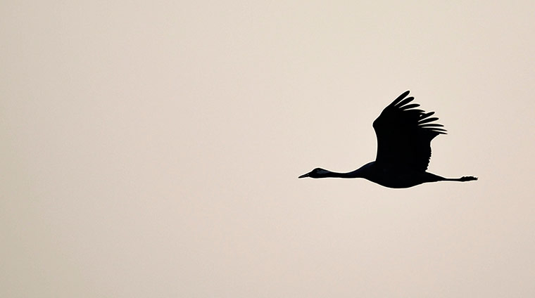 Week in wildlife: MIGRATING BIRDS IN HULA VALLEY