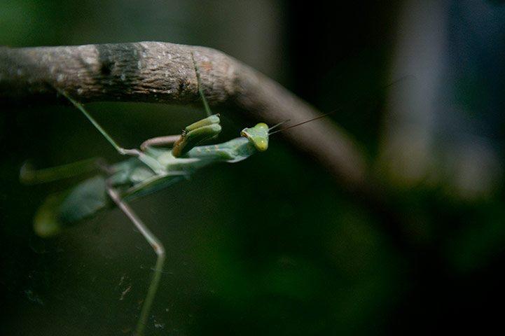 Week in wildlife: A mantis religiosa is pictured at a lab of the municipality of Lima