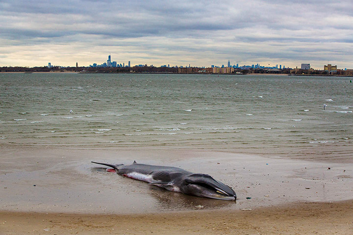 Week in wildlife: A deceased beached whale lies on a beach with the skyline of New York 