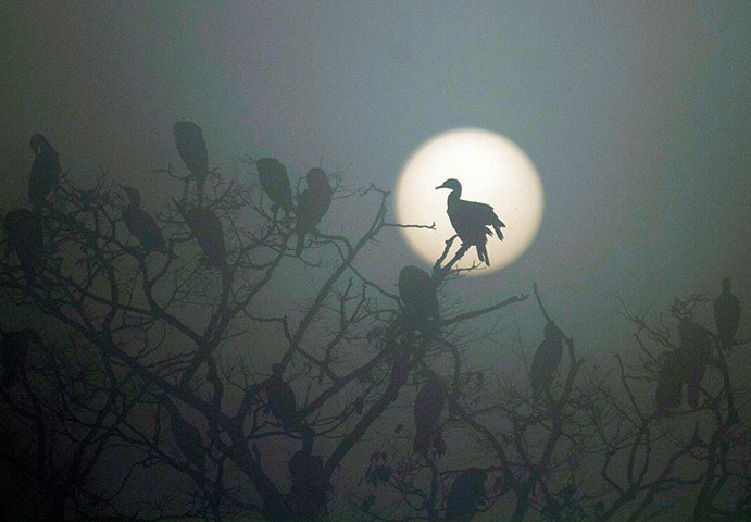 Week in wildlife: Birds in Nepal