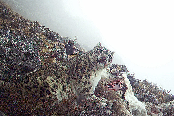 Week in wildlife: To go with 'Nepal-wildlife-conservation-