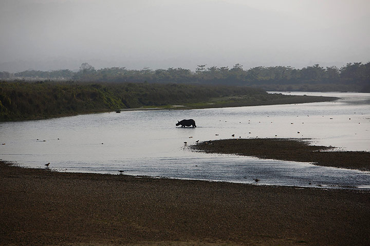 Week in wildlife: A rhino crosses the Rapti River at Sauraha in Chitwan