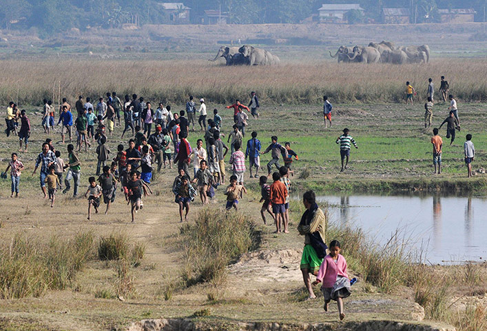 Week in wildlife: Indian villagers run as a herd of wild elephants run toward them