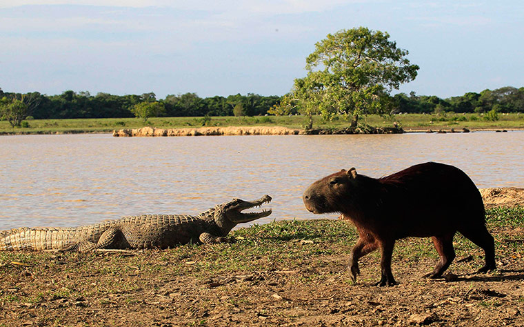 Week in wildlife: A babilla stands near a chiguire at a lagoon at the Hato La Aurora