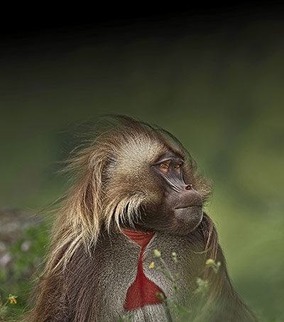 Week in wildlife: Eye-to-eye with a magnificent male gelada