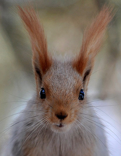 A lighter look: A squirrel in a park in Bishkek