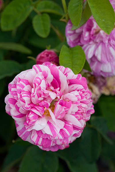 Gardens: Roses: Rosa gallica 'Camaieux'