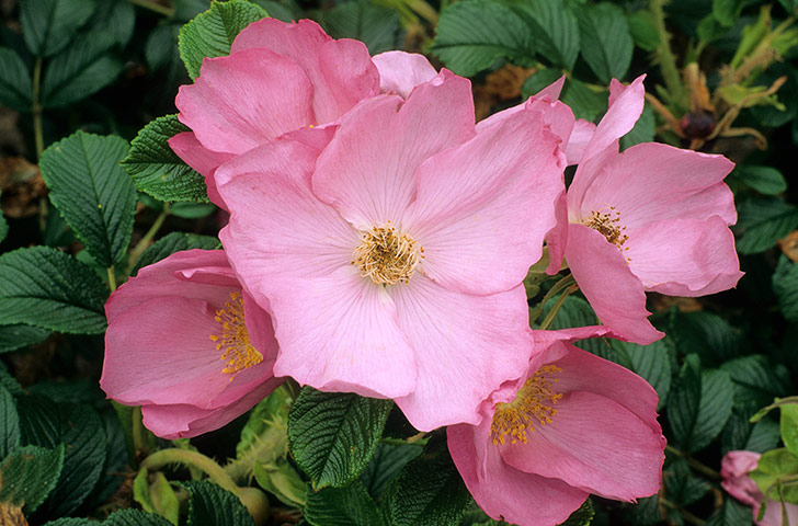 Gardens: Roses: Rosa 'Fru Dagmar Hastrup'