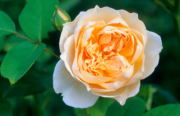Gardens: Roses: Rambling Rosa 'Ghislaine de Féligonde'
