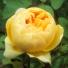 Gardens: Roses: David Austin, Rosa 'Jude The Obscure'