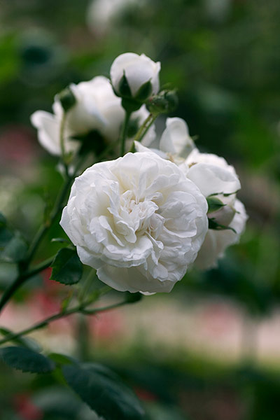 Gardens: Roses: Rosa 'Long John Silver'