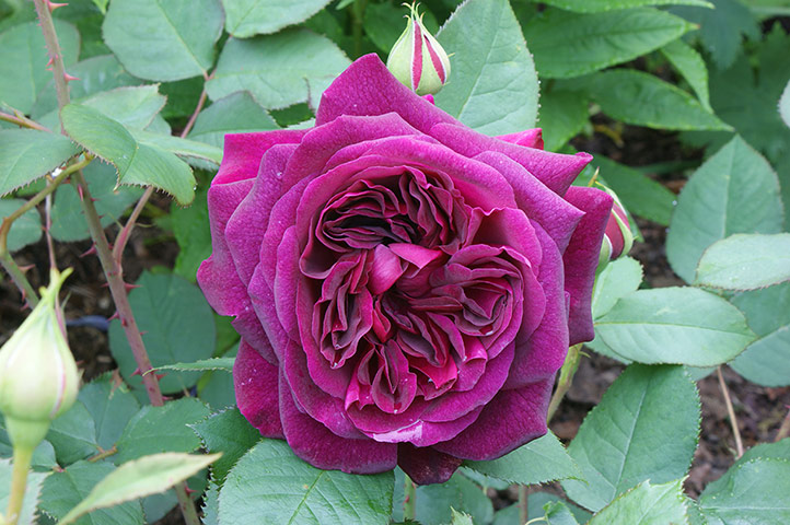 Gardens: Roses: Rose 'Munstead Wood'