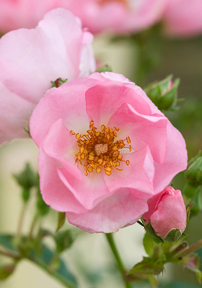 Gardens: Roses: Rosa 'Sweet Haze'