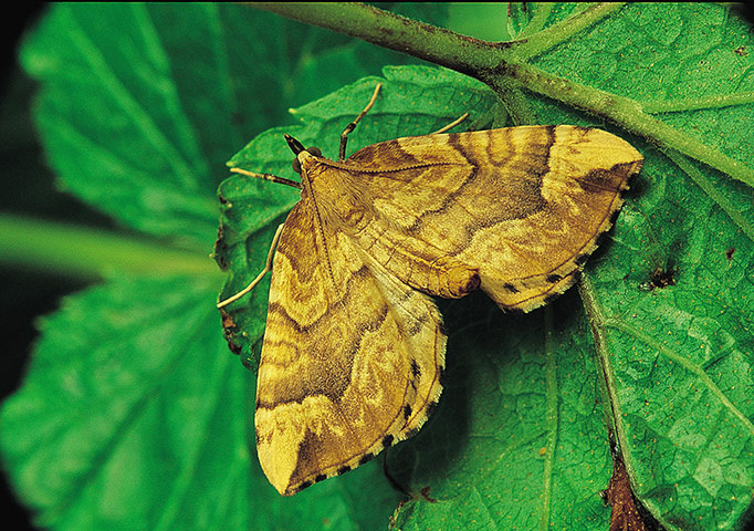 Moth survey in UK: Spinach Moth