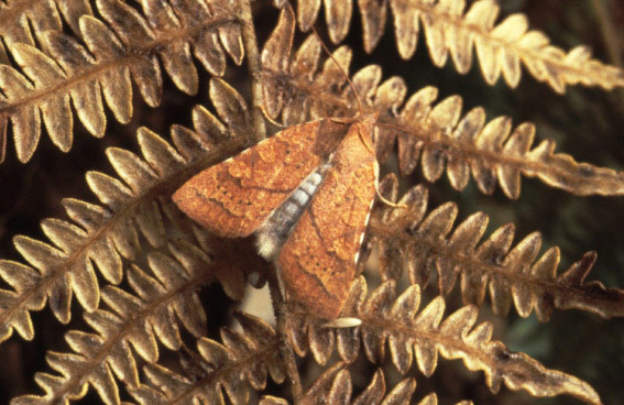 Moth survey in UK:  Orange Upperwing Moth
