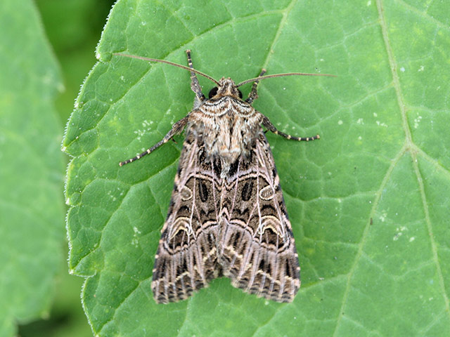 Moth survey in UK: Bordered Gothis Moth