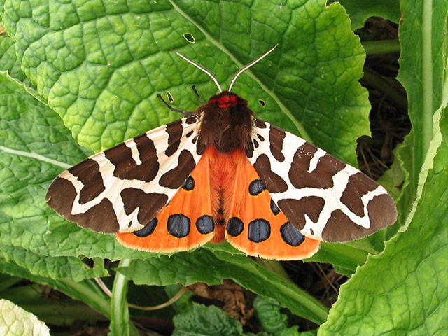 Moth survey in UK: Garden Tiger Moth