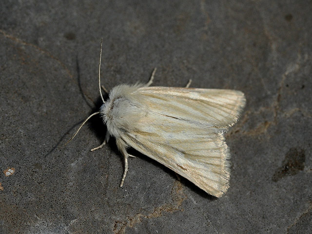 Moth survey in UK: Brighton Wainscot Moth