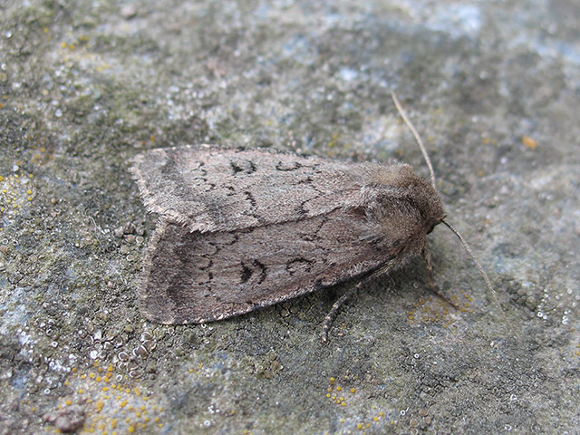 Moth survey in UK: Double Dart moth