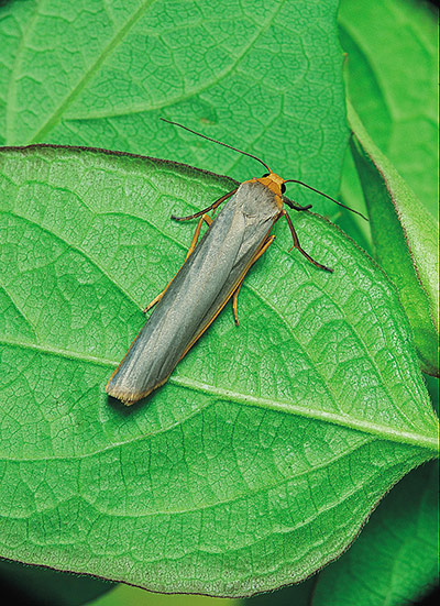 Moth survey in UK: Scarce Footman moth
