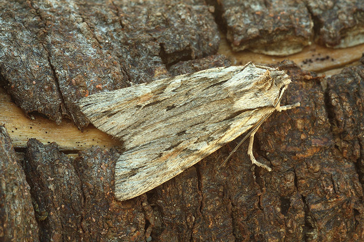 Moth survey in UK: Blair's Shoulder-knot moth