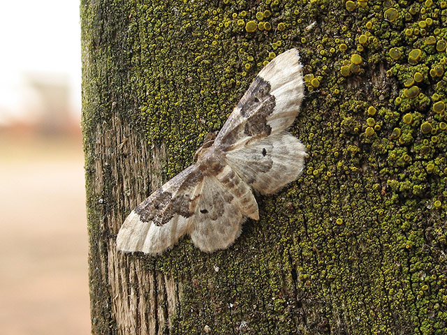 Moth survey in UK: Least Carpet moth 
