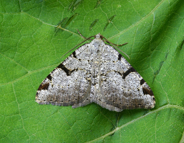 Moth survey in UK: V-moth