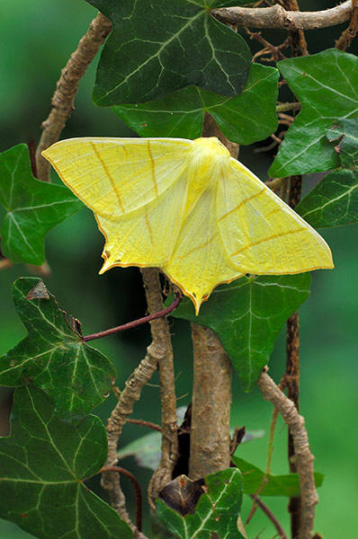 Moth survey in UK: Swallow-tailed moth