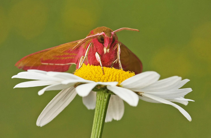 Moth survey in UK: Elephant Hawk moth