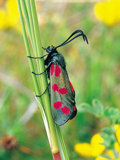 Moth survey in UK: Sixspot Burnet