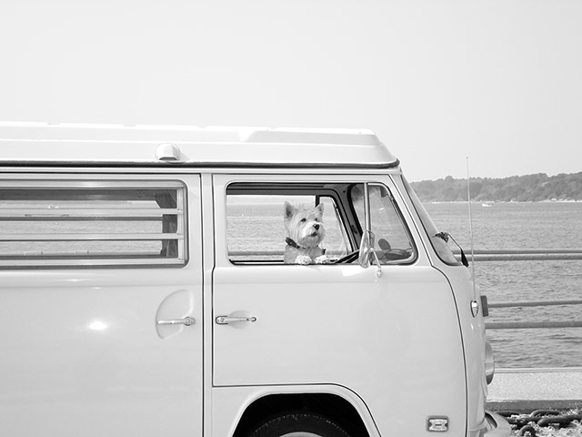 Your Pictures: Drive: Jackie the westie in our 1973 VW Westfalia camper van at Studland, Dorset