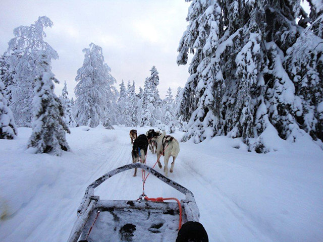 Your Pictures: Drive: Driving a husky sled in Northern Finland
