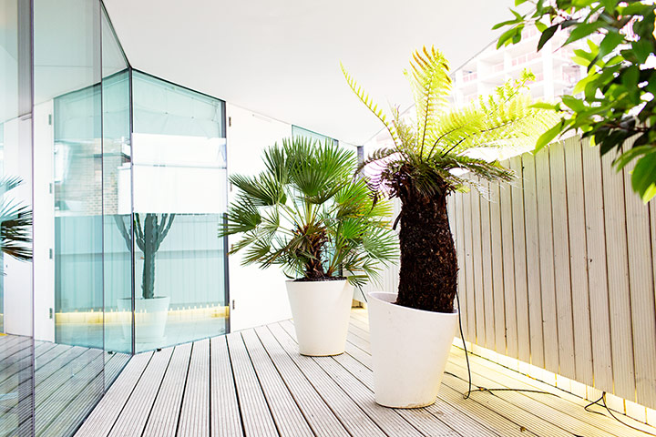 The Selby: Sue Webster: plants