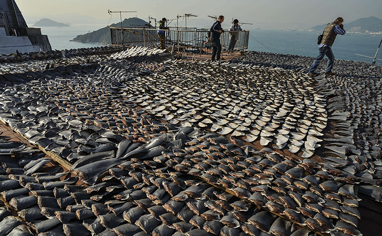 Week in wildlife: Shark fins drying on the roof of a factory building in Hong Kong