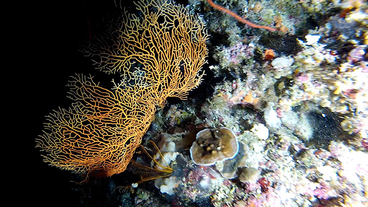 Week in wildlife: DEEPEST REEF CORAL EVER FOUND ON THE GREAT BARRIER REEF