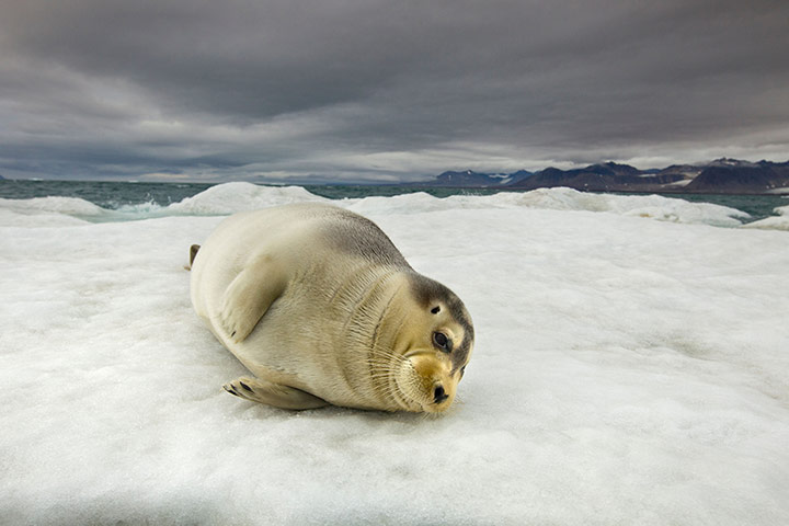 Week in wildlife: bearded seal