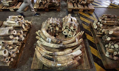 Part of a shipment of ivory tusks seized from a shipping container by customs officials in Hong Kong