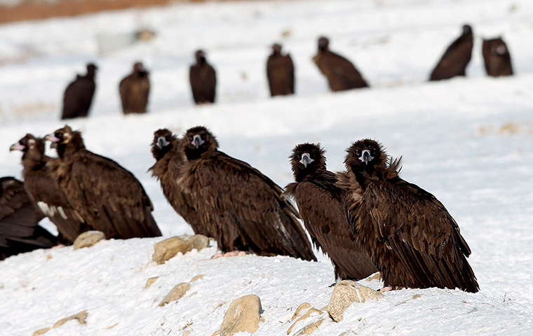 24 hours in pictures: A group of Cinereous Vultures