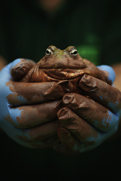 24 hours in pictures: A Bull Frog is held during London Zoo's annual stocktake of animals
