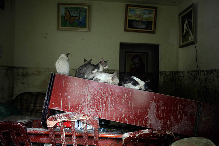 24 hours in pictures: Cats are seen at a damaged house after the floods from the Capivari river