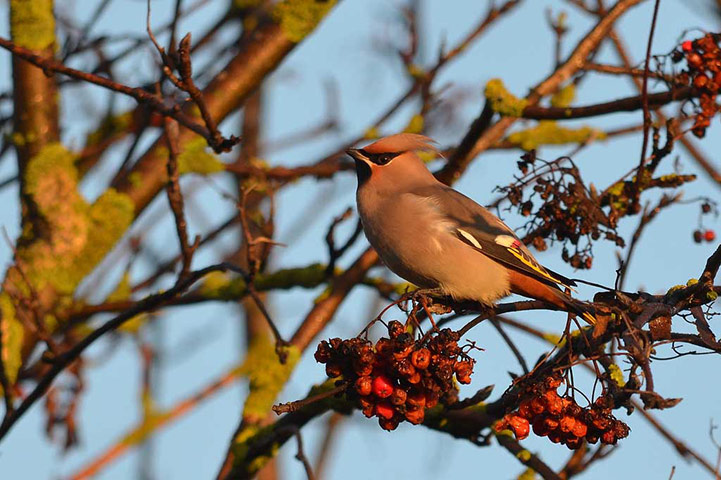 Green shoots: on winter berries and birds