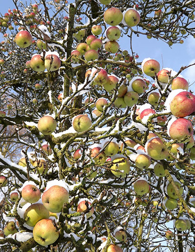 Green shoots: on winter berries and birds