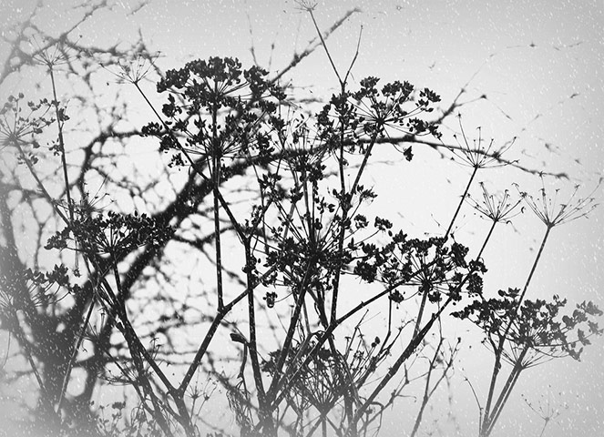 Green shoots: on winter berries and birds