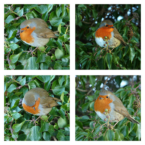 Green shoots: on winter berries and birds