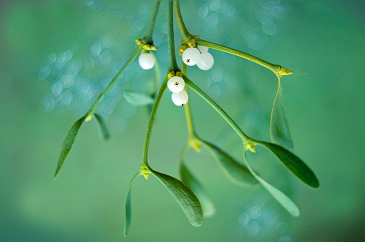 Green shoots: on winter berries and birds